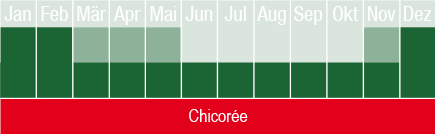 Chicoree